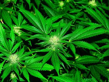 Bud Bud & Beyond - Cannabis Dispensary